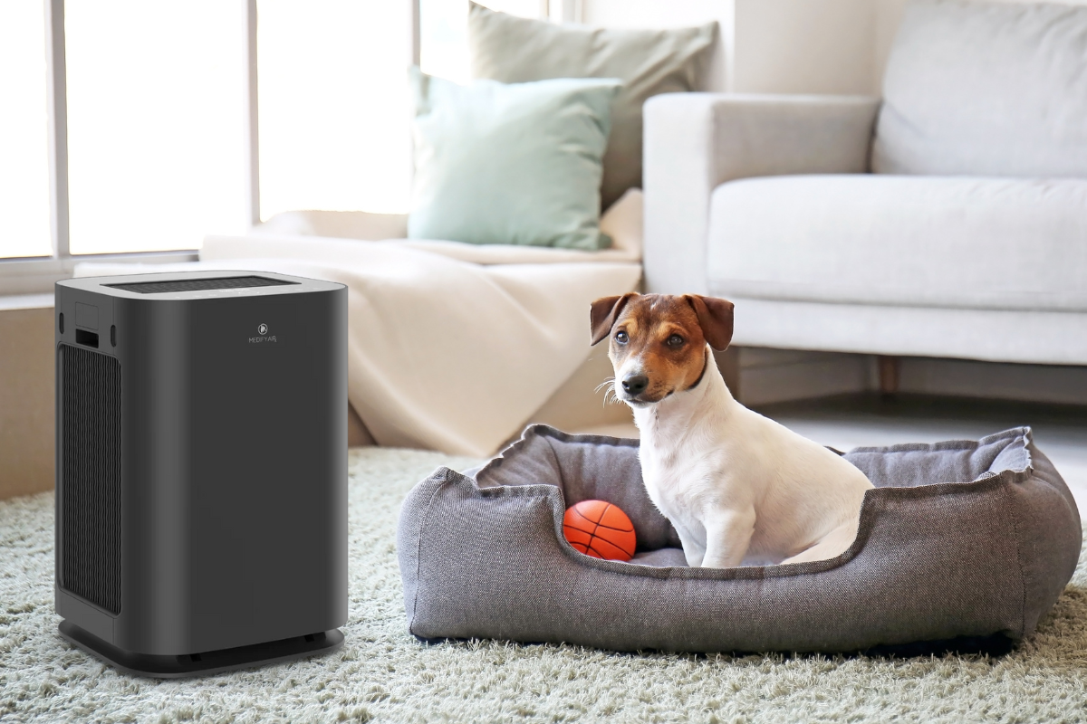 Everything Pet Owners Need To Know About Air Purifiers